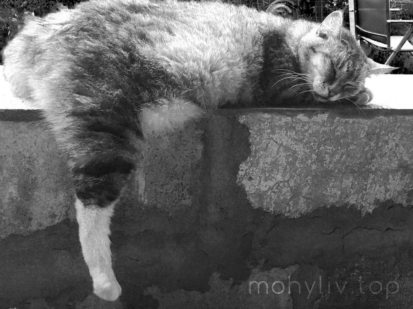 Mohyliv Cat