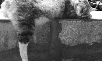 Mohyliv Cat