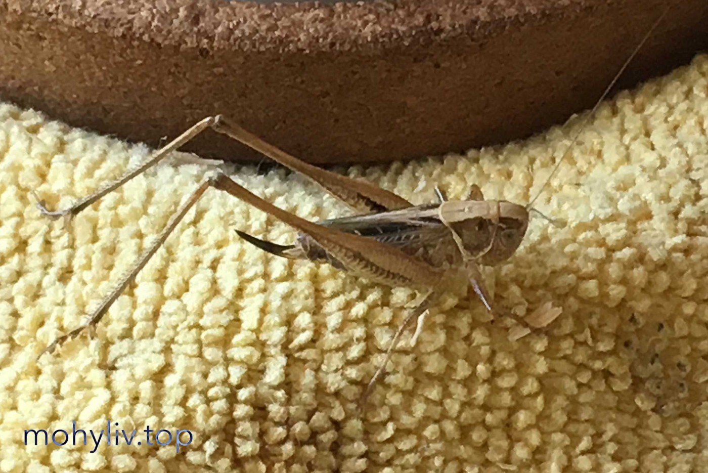 Mohyliv Grasshopper