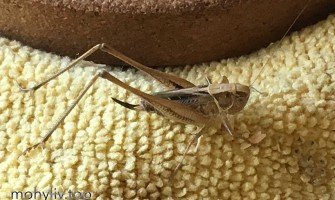Mohyliv Grasshopper