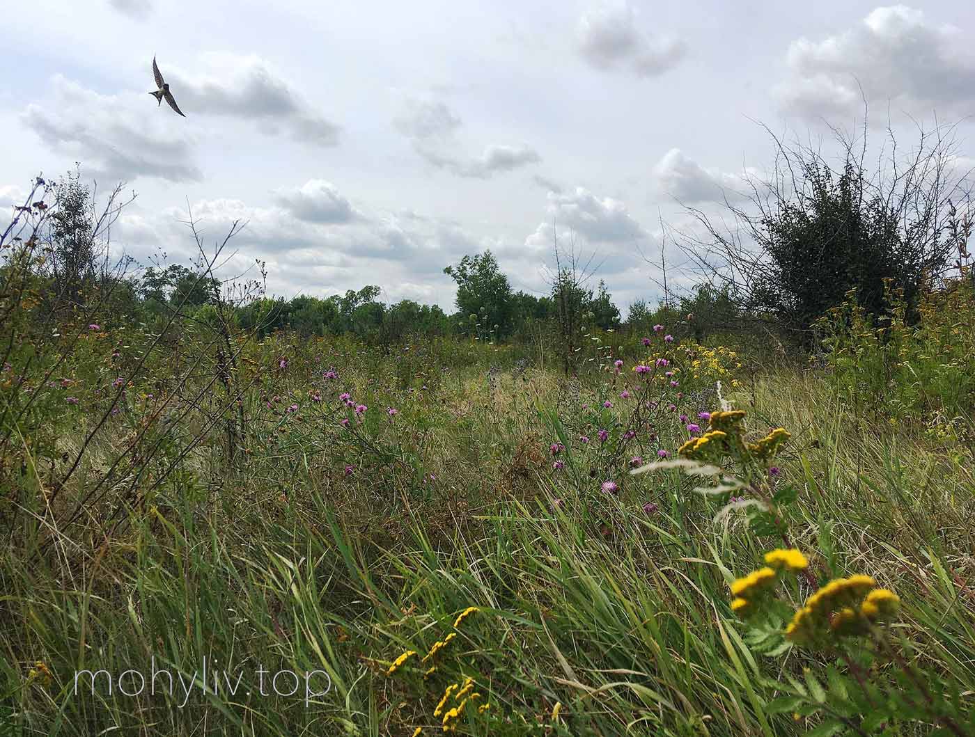 The virgin Mohyliv steppe