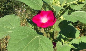 In Mohyliv and the weeds are blooming